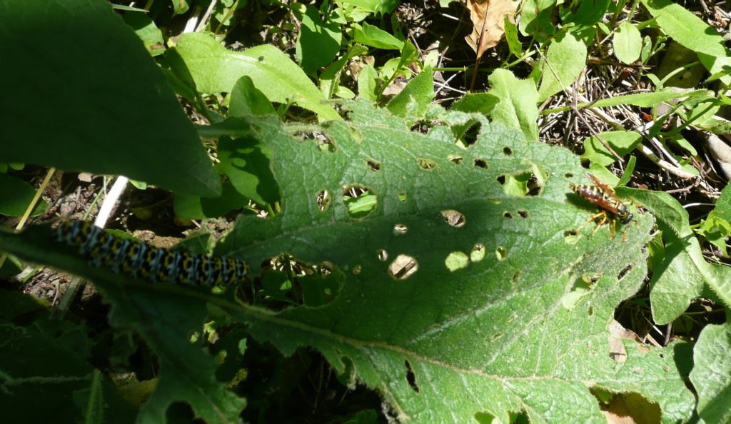 Iphiclides podalirius